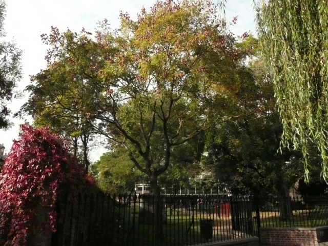 The surviving goldenrain tree in the old cemetery in Holly Road, one of three from which I collected seed