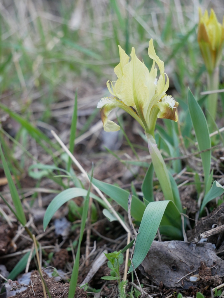Iris pumila, yellow form